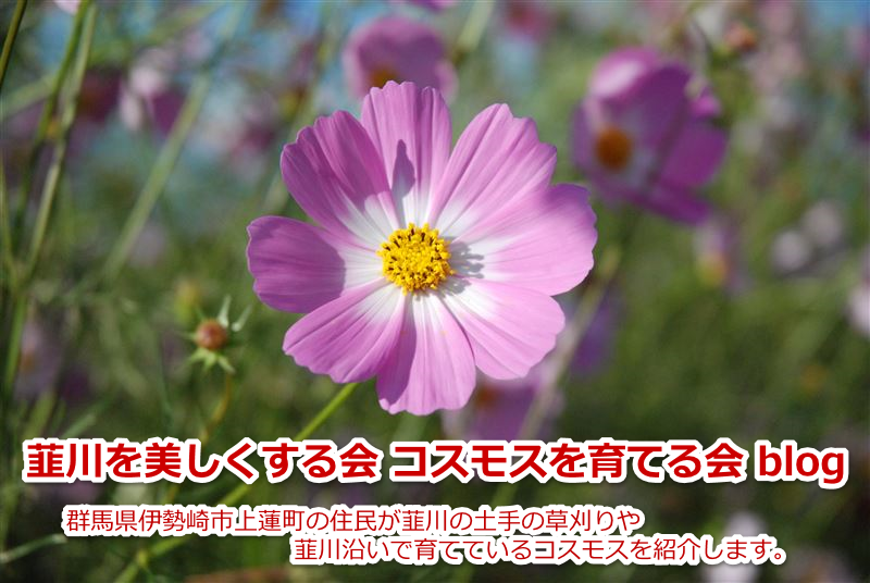 韮川を美しくする会 コスモスを育てる会 blog